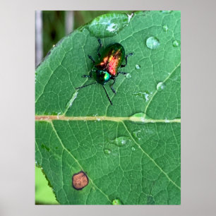 Póster Cartel de escarabajo Chrysochus escarabajo brillan