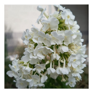 Póster Cartel de Flor de Hortensia Blanca Elegante Bota