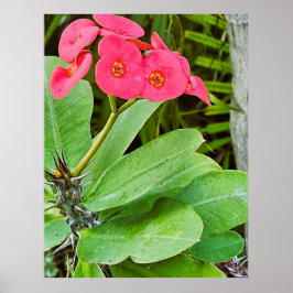 Póster Cartel de flor rosa