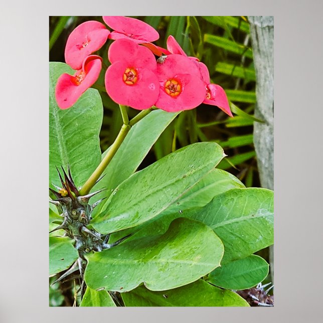 Póster Cartel de flor rosa (Frente)
