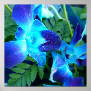 Póster cartel de flores azules de la naturaleza