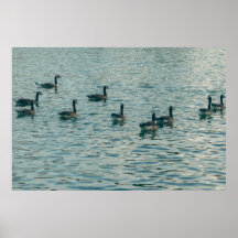 Cartel de Fotografía de Patos Pacíficos en el Agua
