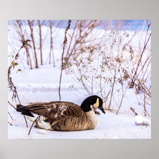Póster Cartel de Ganso de Canadá en Nieve (Frente)