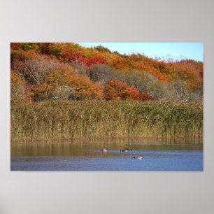 Póster Cartel de gansos con árboles de otoño