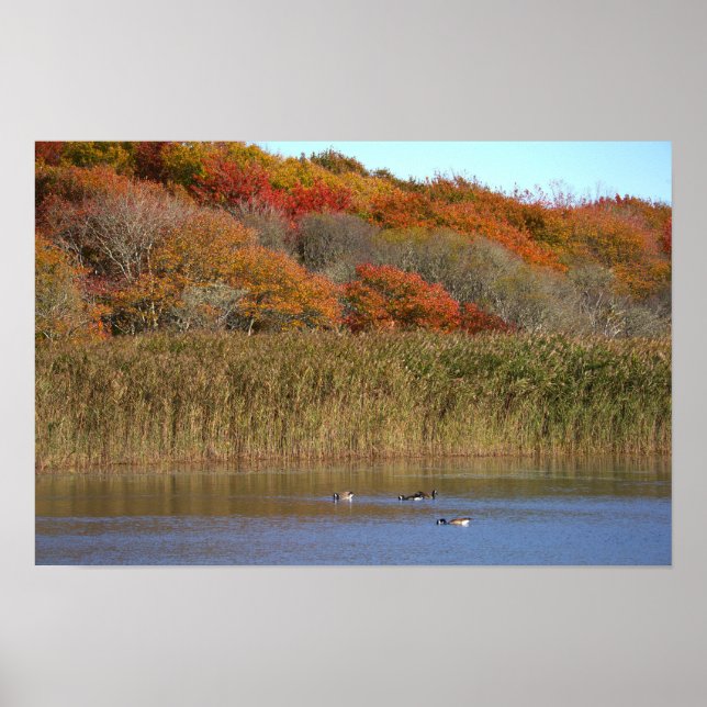 Póster Cartel de gansos con árboles de otoño (Frente)