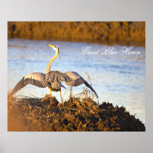 Póster Cartel de garza azul grande extendiendo alas
