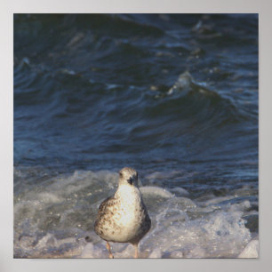Póster Cartel de gaviota en el océano