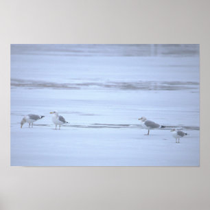 Póster Cartel de gaviotas en agua helada