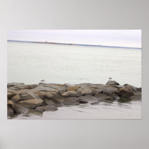 Póster Cartel de gaviotas en rocas