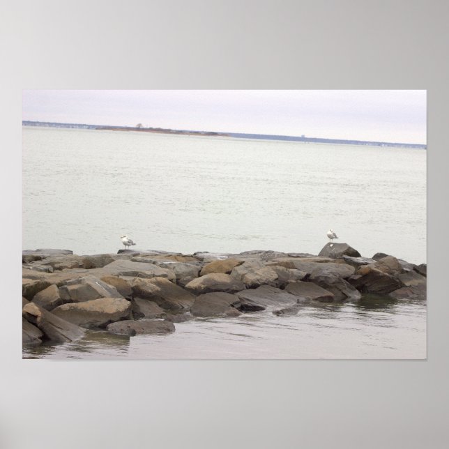 Póster Cartel de gaviotas en rocas (Frente)