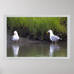 Póster Cartel de gaviotas junto al agua