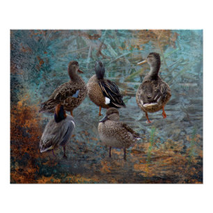 Póster cartel de grupo de patos