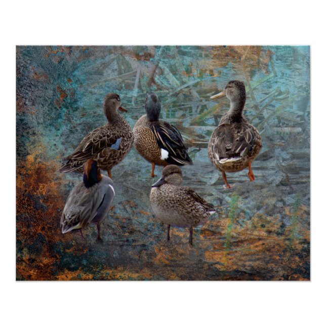Póster cartel de grupo de patos (Anverso)