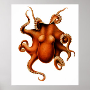 Póster Cartel de la cosecha de Cephalopod