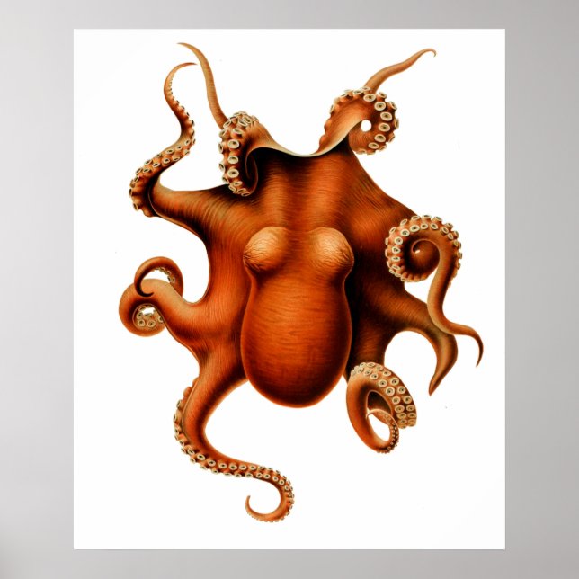 Póster Cartel de la cosecha de Cephalopod (Frente)