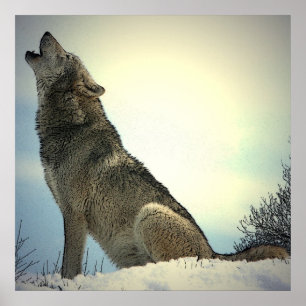 Póster Cartel de lobo aullador
