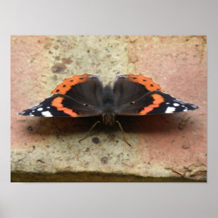 Póster Cartel de Mariposa Almirante Rojo
