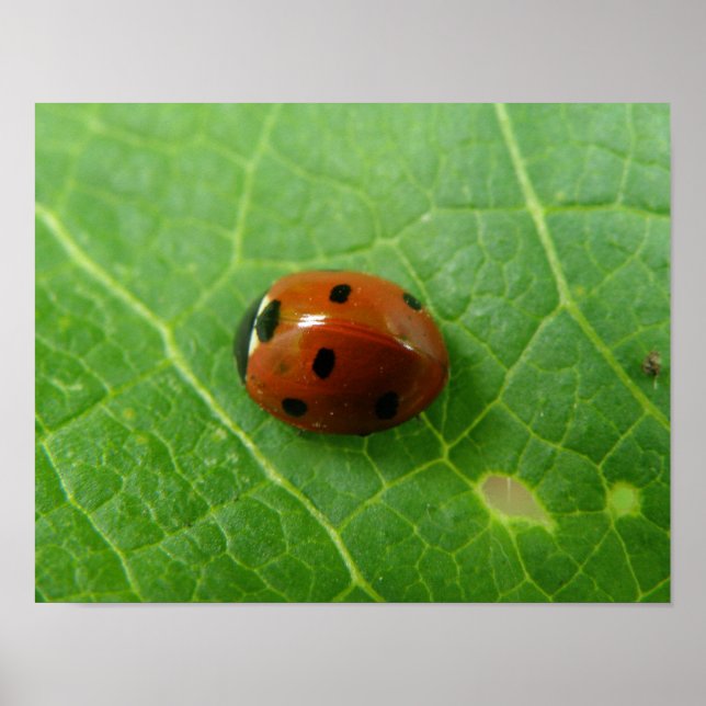 Póster Cartel de Mariquita (Frente)