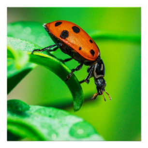 Póster Cartel de mariquita en hoja macro naturaleza