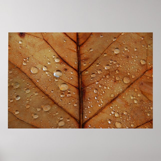 Póster Cartel de Otoño (Frente)