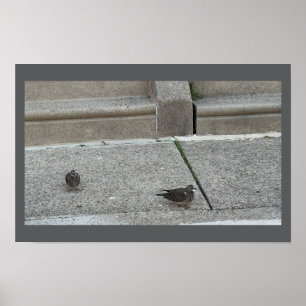 Póster Cartel de pájaros jóvenes en escaleras