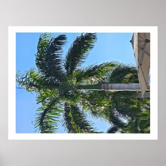 Póster Cartel de palmera (Frente)