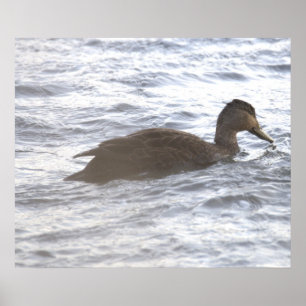 Póster Cartel de Pato Negro en Océano
