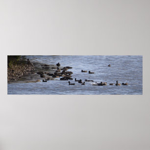 Póster Cartel de Patos en el Agua