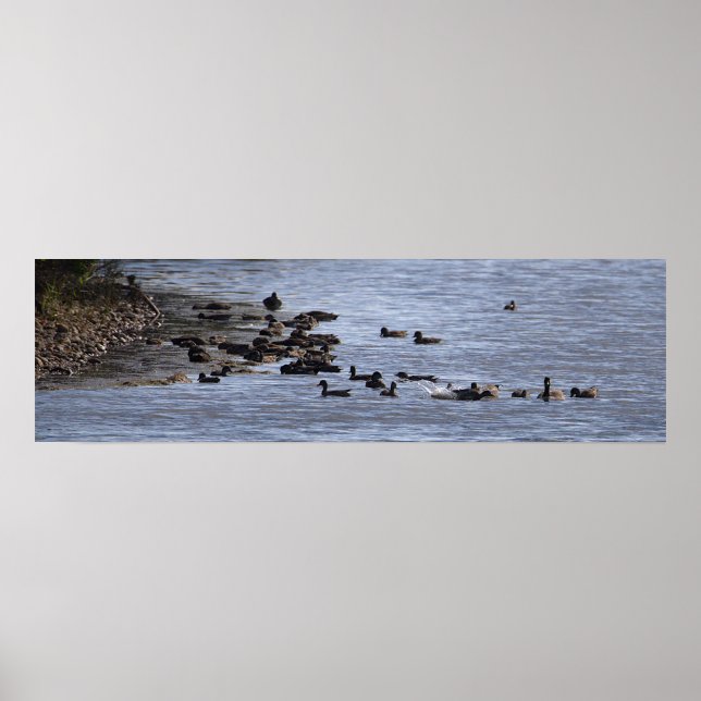 Póster Cartel de Patos en el Agua (Frente)