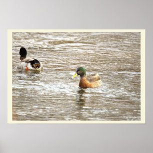Póster Cartel de patos en el arroyo helado