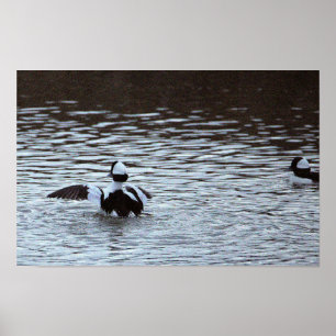 Póster Cartel de patos en el océano