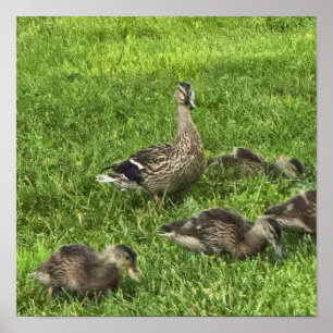 Póster Cartel de patos en hierba