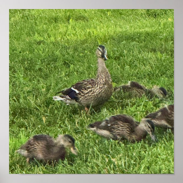Póster Cartel de patos en hierba (Frente)