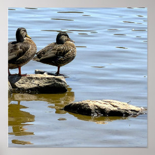 Póster Cartel de patos junto al agua
