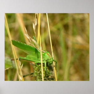 Póster Cartel de saltamontes