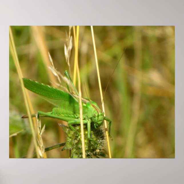 Póster Cartel de saltamontes (Frente)