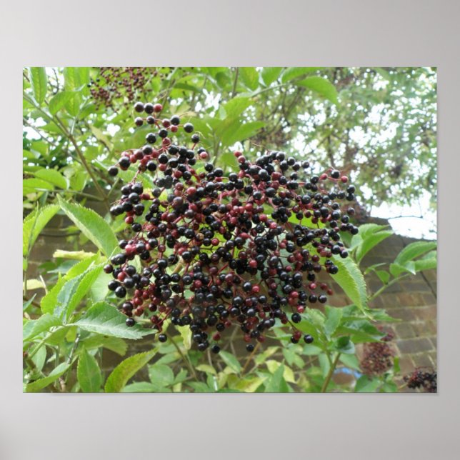 Póster Cartel de Saúco Madurando (Frente)