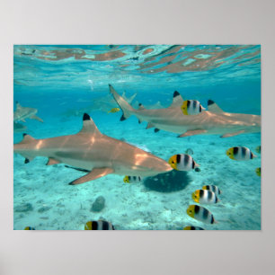 Póster Cartel de tiburones en la laguna de Bora Bora