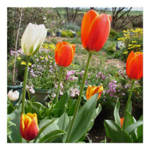 Póster Cartel de Tulipanes Blancos Rojos Primavera Natura