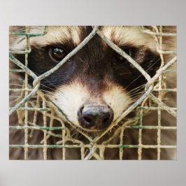 PÓSTER CARTEL DE VALOR DE MAPACHE