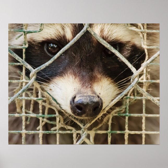 PÓSTER CARTEL DE VALOR DE MAPACHE (Frente)