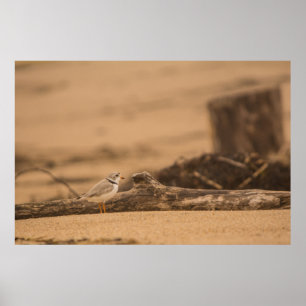 Póster Cartel de valor de Piping Plover 36 x 24 Papel (Ma