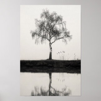 Póster Cartel en blanco y negro de abedul junto a un esta