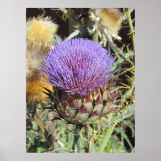 Póster Cartel - Flor de Cardo Púrpura Individual