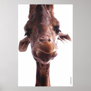 PÓSTER CARTEL GIGANTE - CARA DE JIRAFA - FOTO DE HUMOR