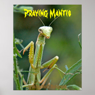 Póster Cartel Mantis 475