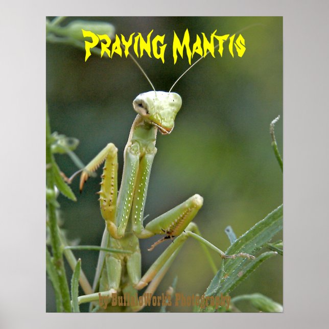 Póster Cartel Mantis 475 (Frente)