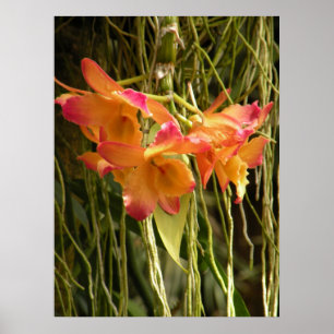 Póster Cartel, Orquídeas Dendrobium Naranjas y Rosas