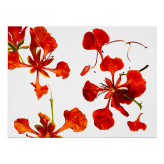 Póster Cartel Poinciana Real