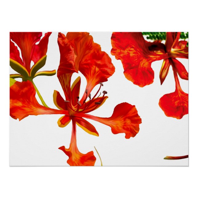 Póster Cartel Poinciana Real (Anverso)